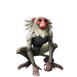 Peaktop Marmoset